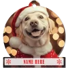 Yellow Labrador Retriever