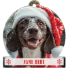 German Shorthair Pointer